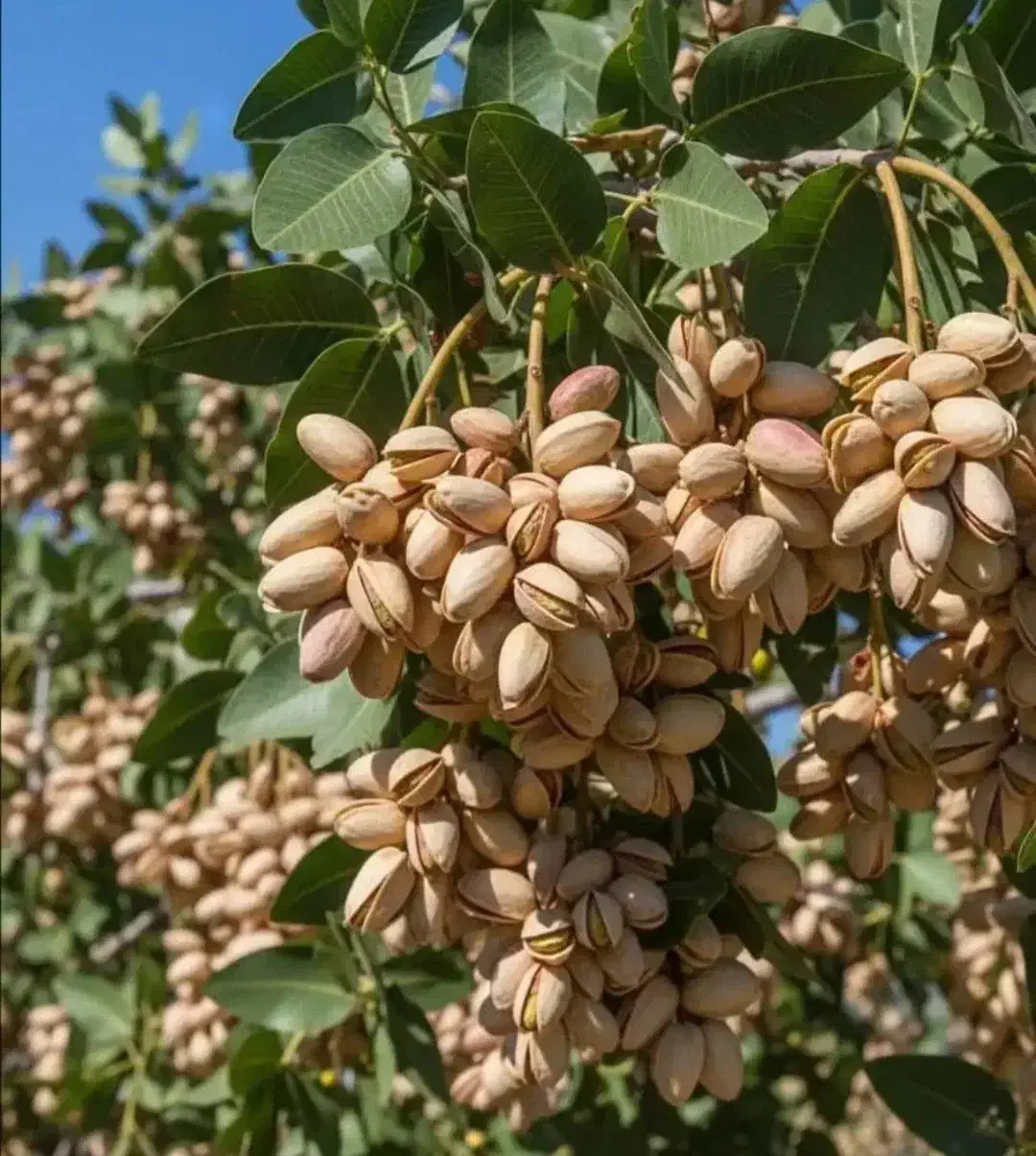 استخدام یک نفر ادمین حرفه ای اینستاگرام|استخدام رایانه و فناوری اطلاعات|رفسنجان, |دیوار
