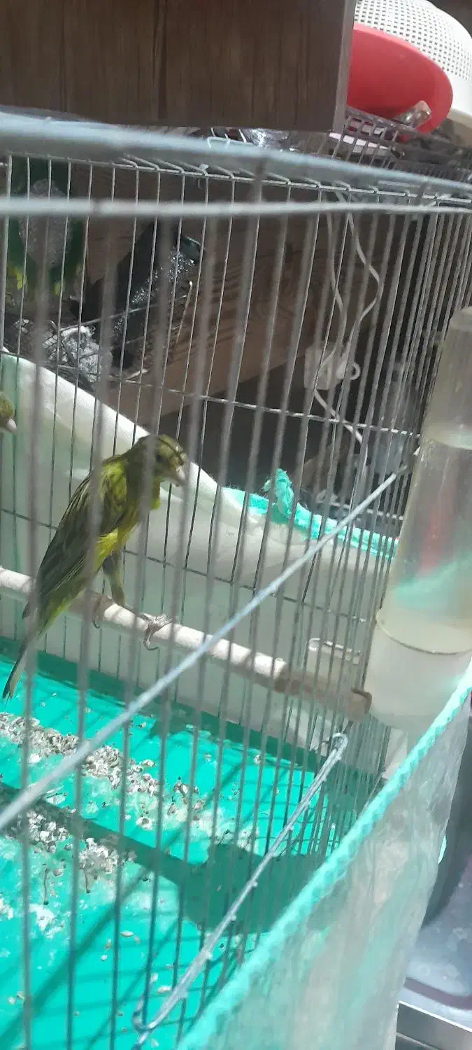 قناری سبز یکسر ،نر|پرنده|شیراز, ریشمک|دیوار