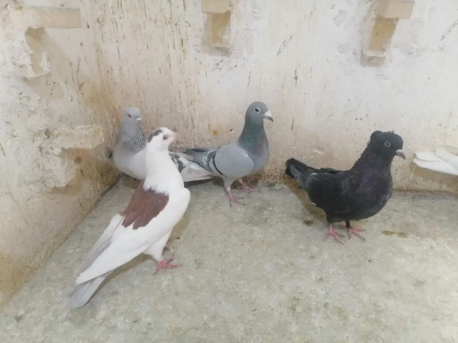 4تا ماده خوب یه نر|پرنده|فسا, |دیوار