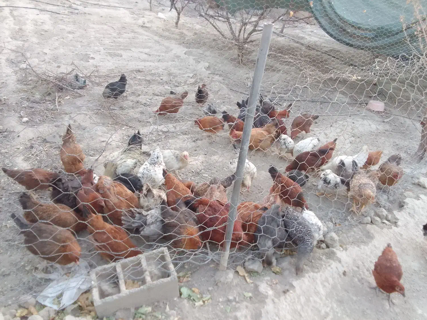 مرغ خانگی|حیوانات مزرعه|چناران, |دیوار