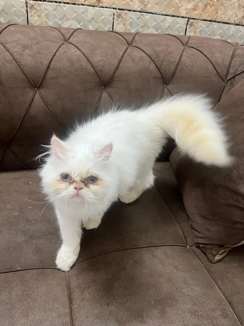 گربه پرشین|گربه|سراوان, |دیوار