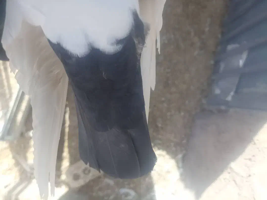 دم سیاه و دم قهوه ای|پرنده|رفسنجان, |دیوار