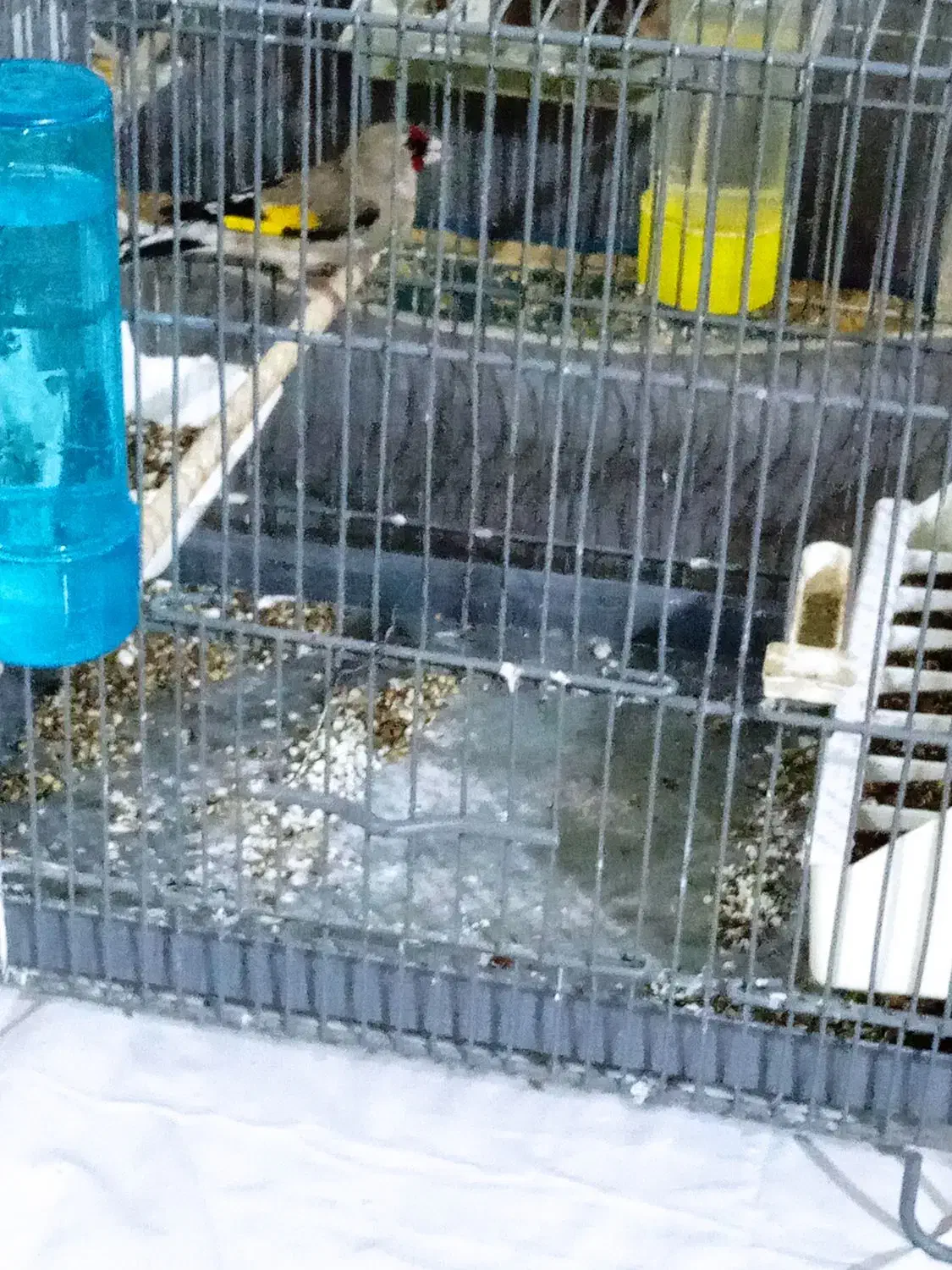 سهره نر|پرنده|بومهن, |دیوار