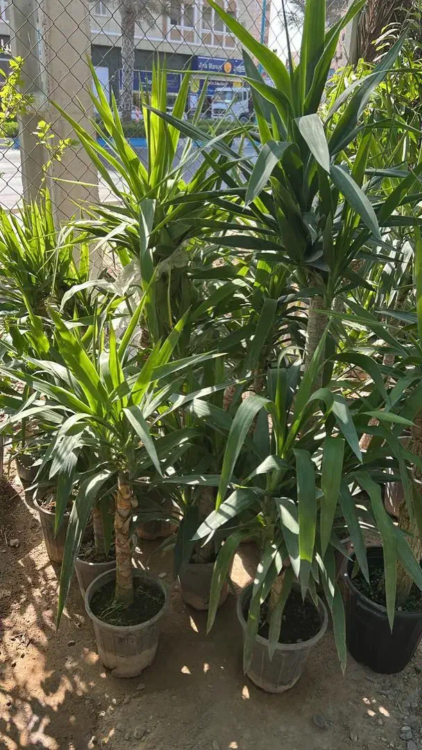 نیاز مند باغبان برای کشاورزی|استخدام سرایداری و نظافت|تخت, |دیوار