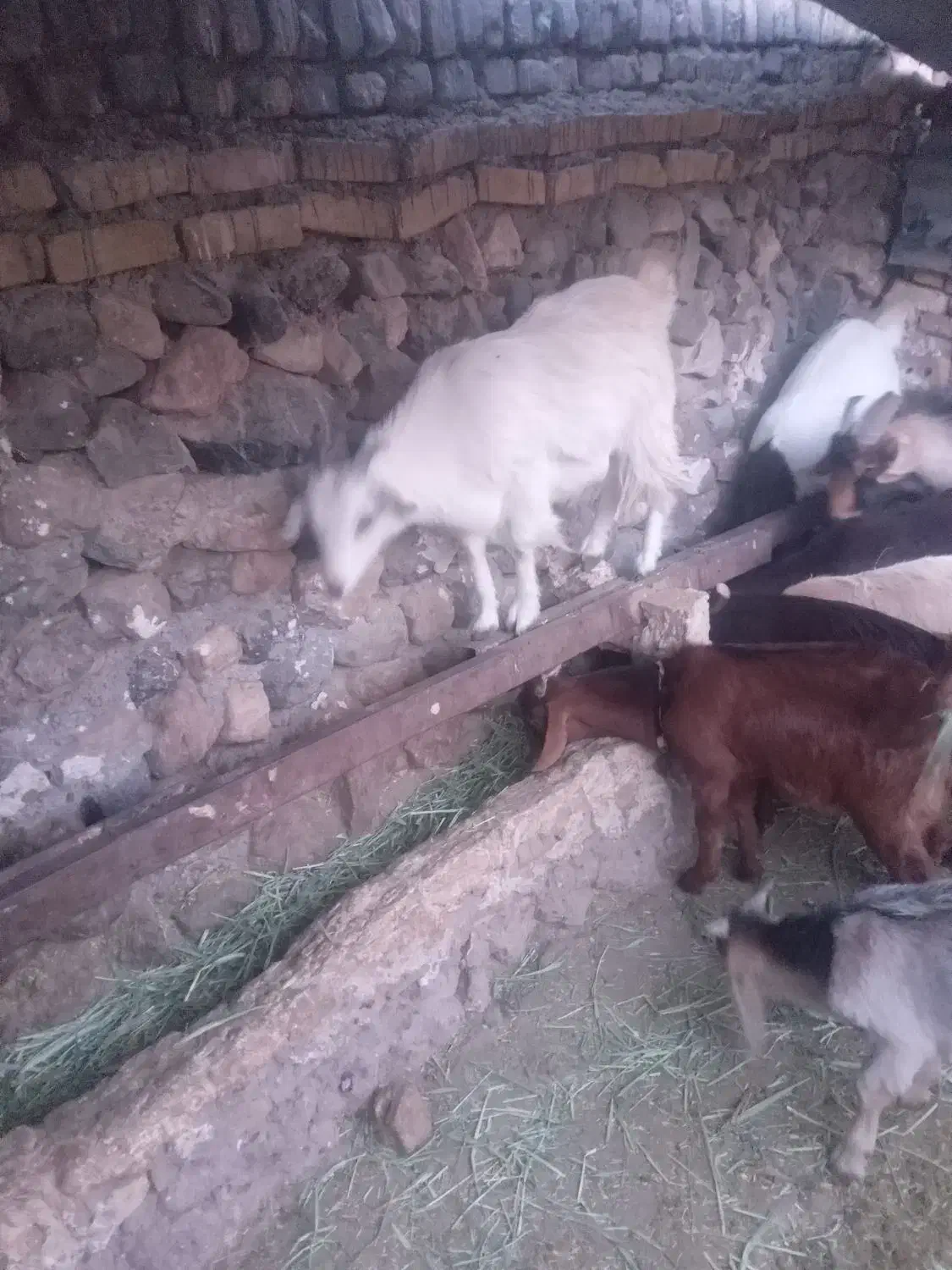 بزغاله سالم|حیوانات مزرعه|تربت‌حیدریه, پائین ولایت|دیوار