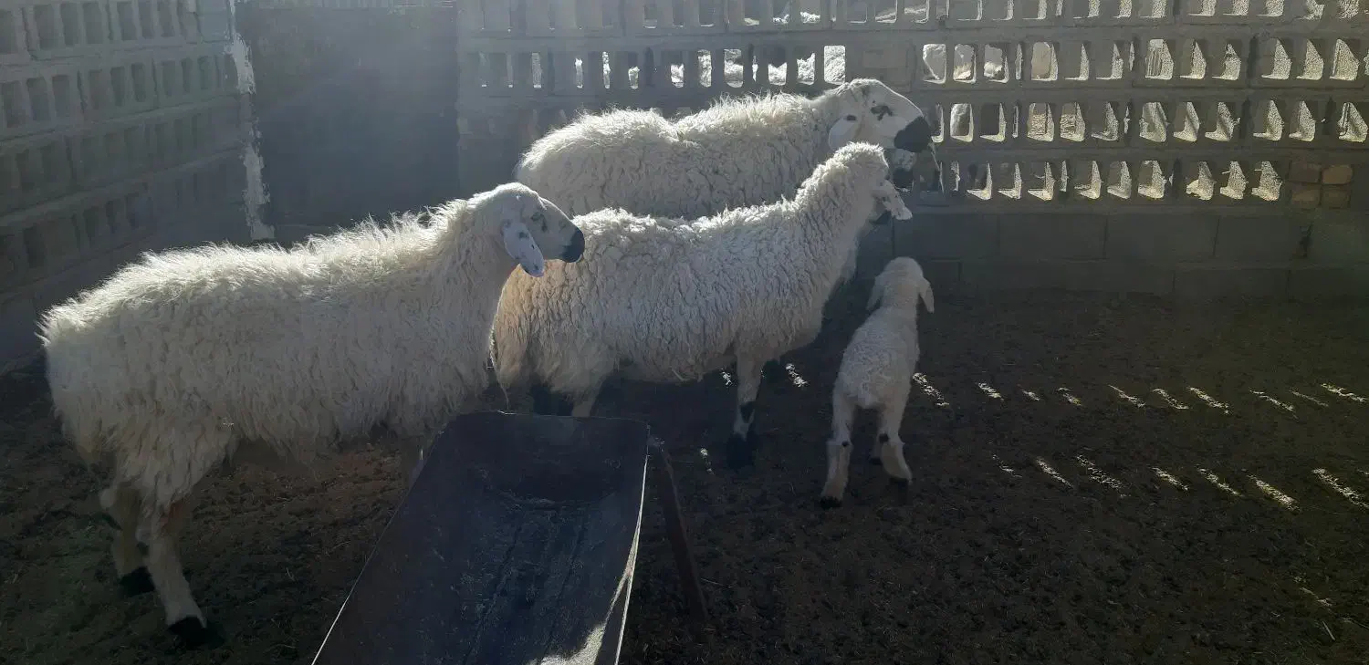 میش قوچ|حیوانات|تربت‌حیدریه, پائین ولایت|دیوار