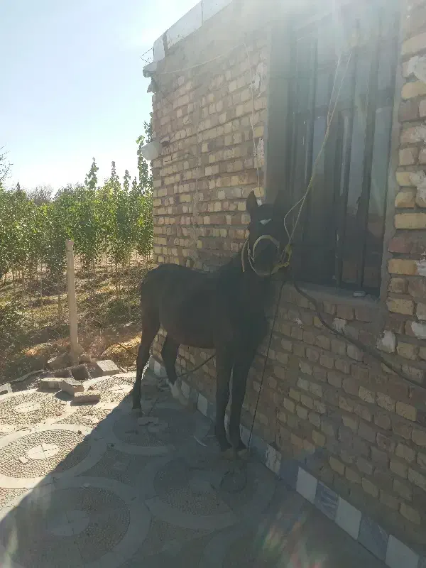 کره شاهان|اسب و تجهیزات اسب‌سواری|کنگاور, |دیوار