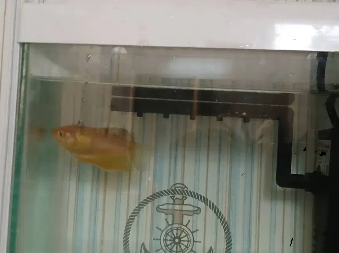 ماهی گورامی زرد گیاهخوار ۶.۵ سانتی|ماهی|شیراز, تاچارا|دیوار