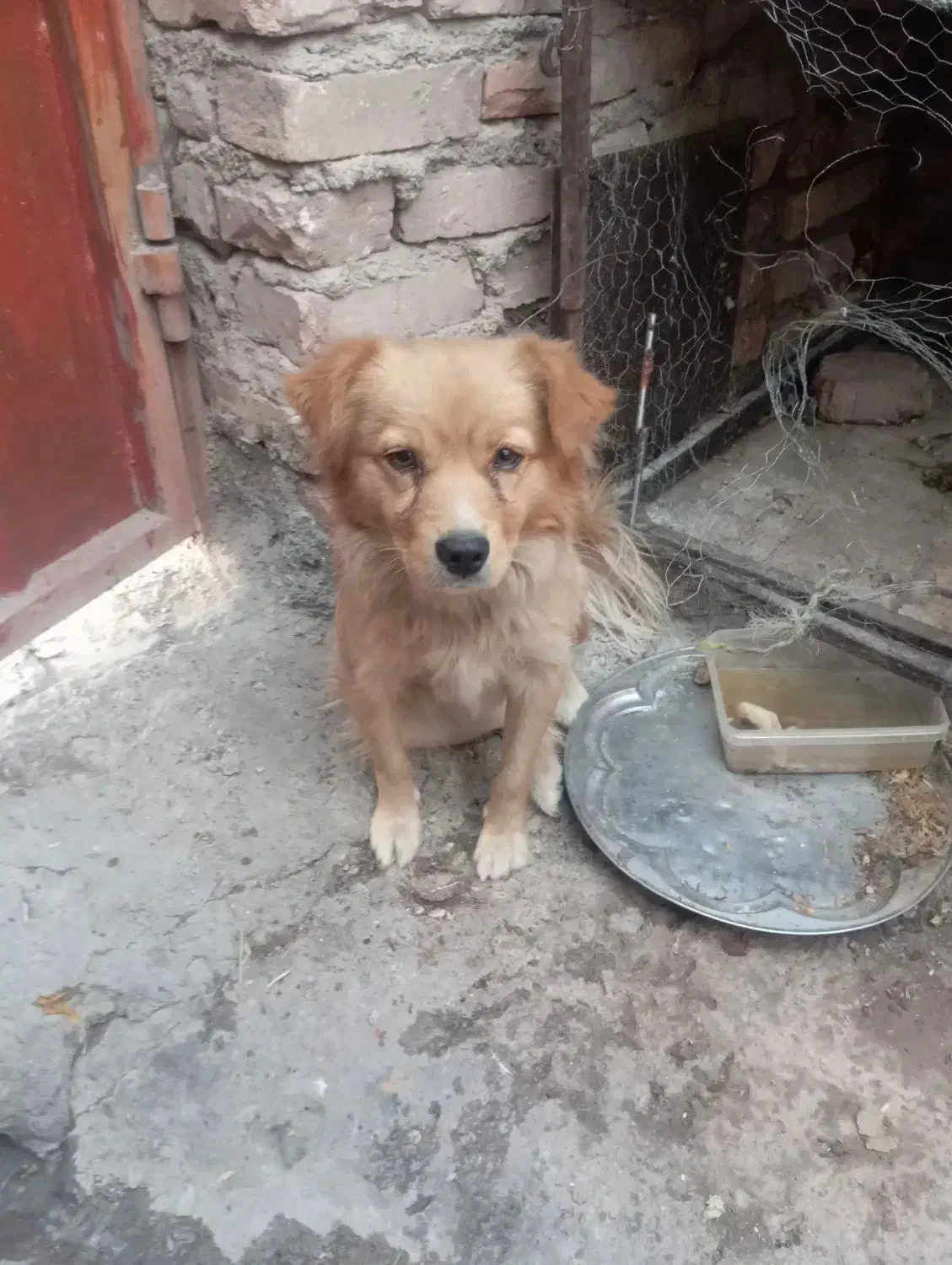 سگ پاکوتاه|سگ|کرمان, |دیوار