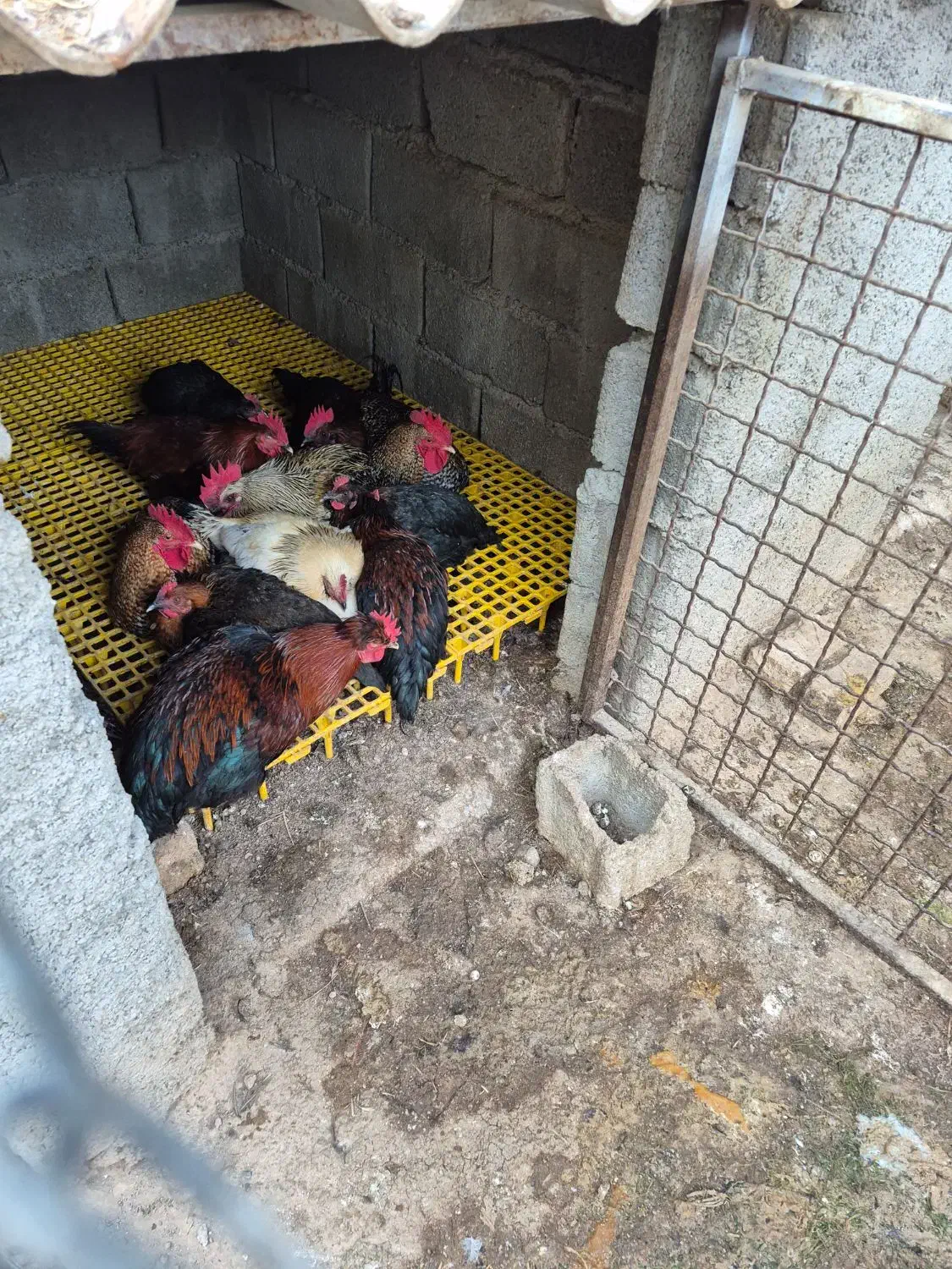 خروس محلی|حیوانات مزرعه|صباشهر, |دیوار