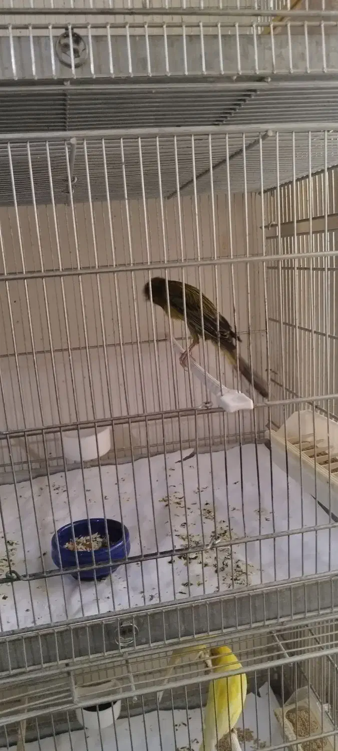 قناری رسمی بلند|پرنده|کرج, پیشاهنگی|دیوار