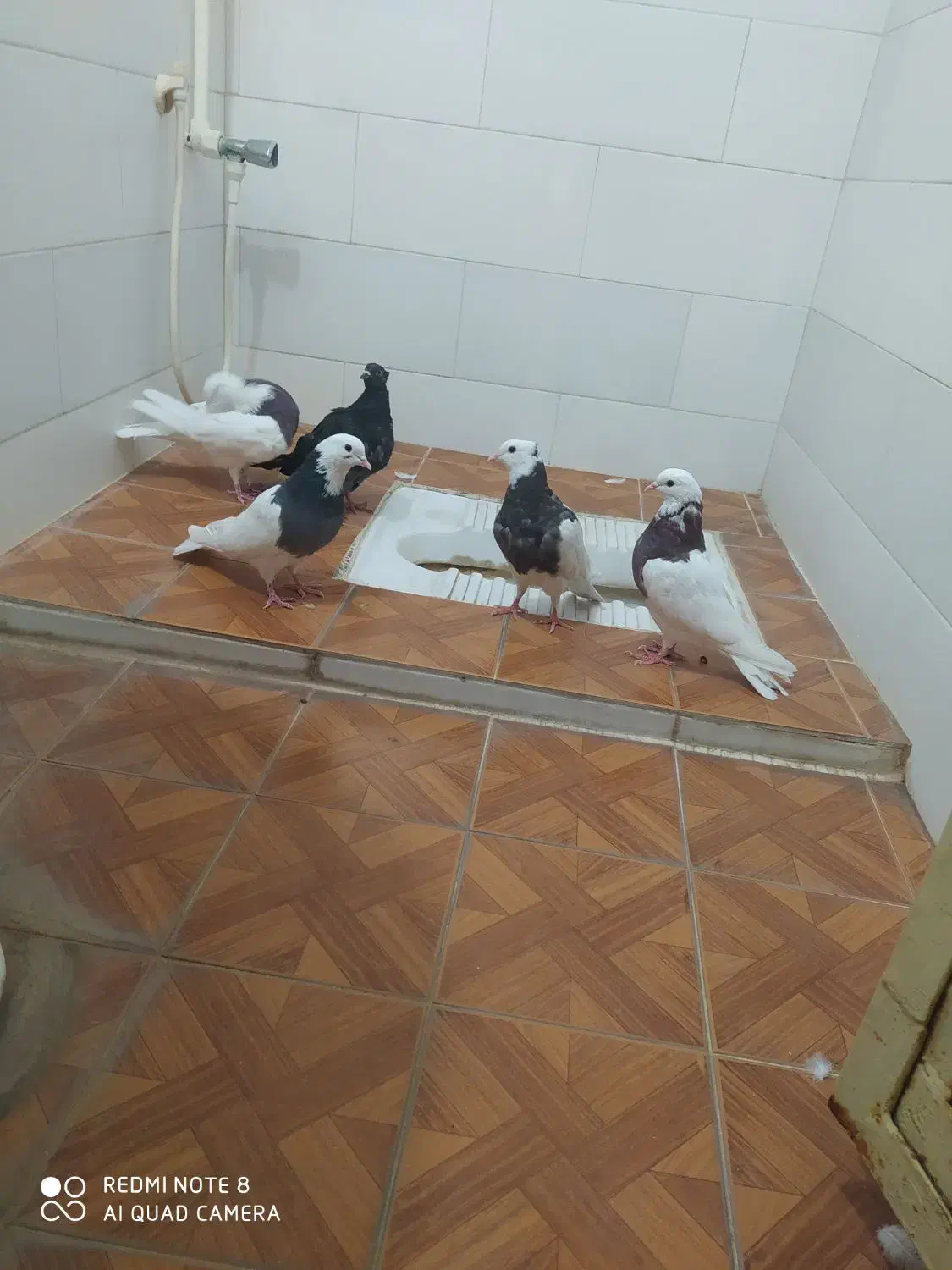 پنج پرنده تمیزوسالم|پرنده|طبس, |دیوار