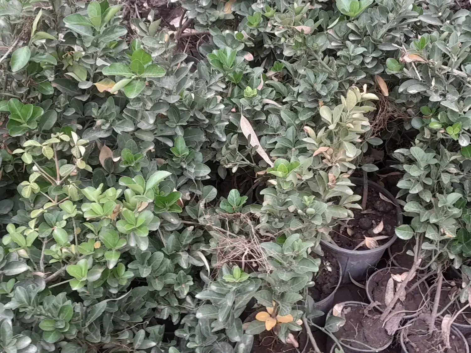 زمین کشاورزی|اجارهٔ دفتر صنعتی، کشاورزی، تجاری|گنبد کاووس, |دیوار