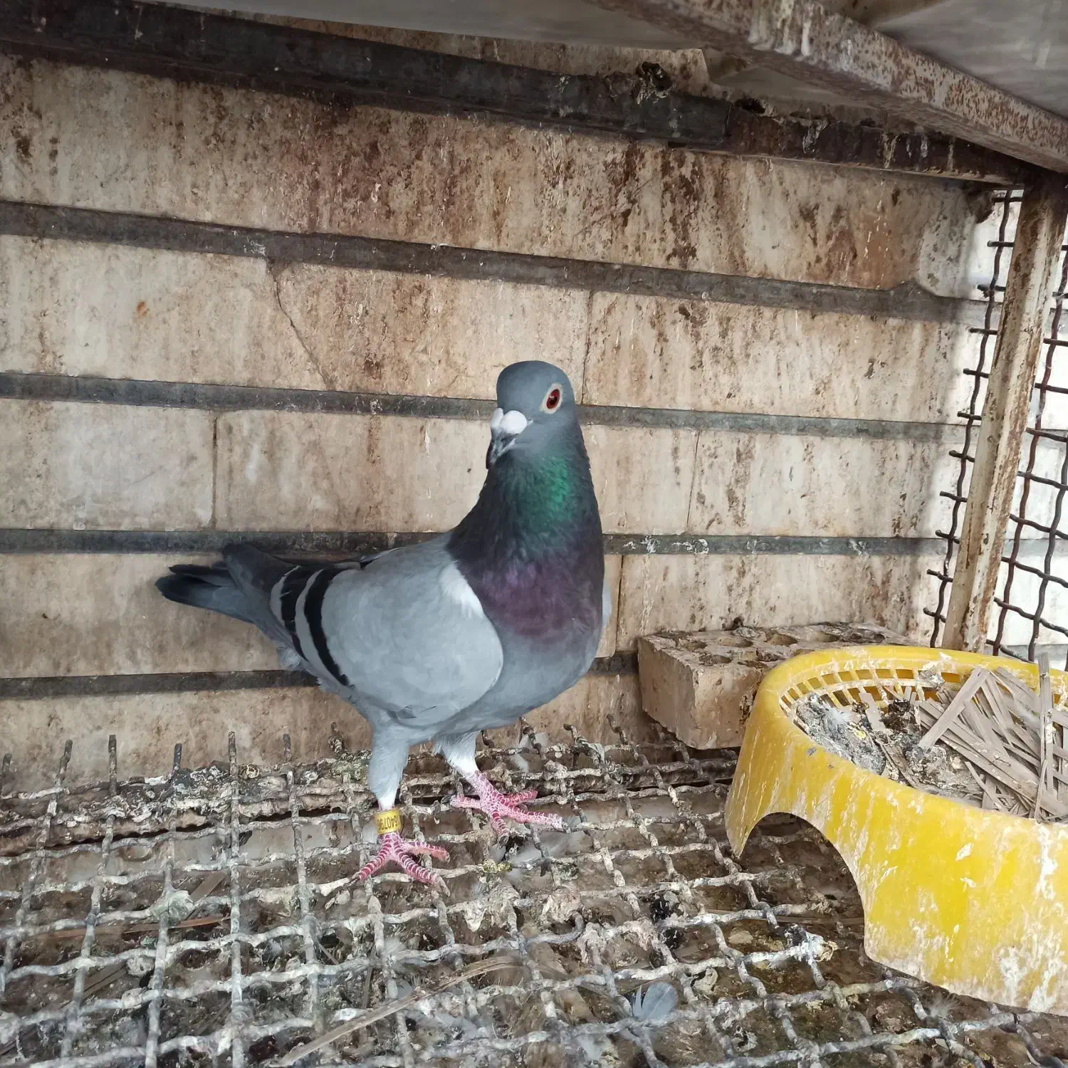 کبوتر دشتستان|پرنده|شبانکاره, |دیوار