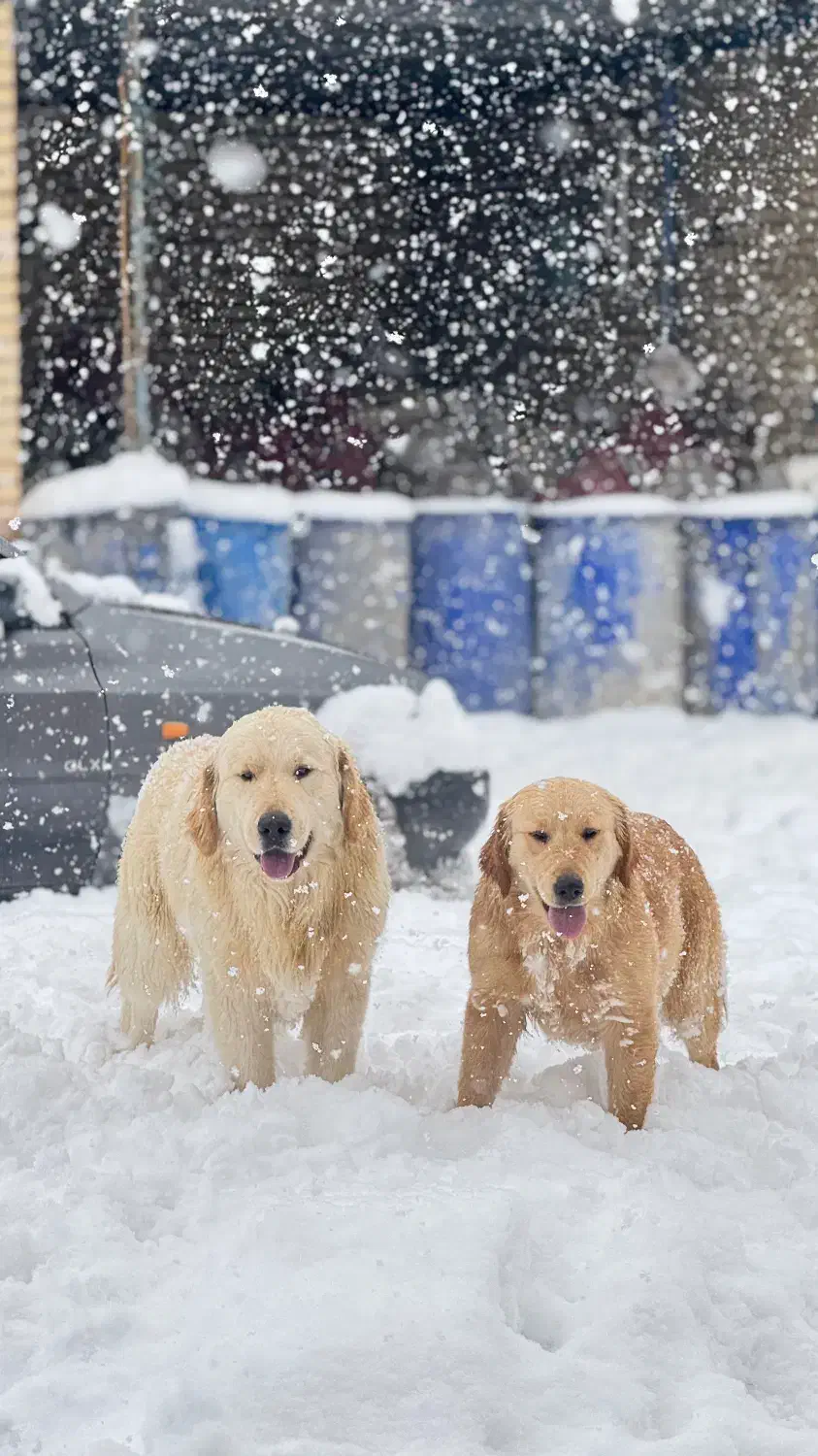 سگ گلدن رتریور|سگ|ابهر, |دیوار