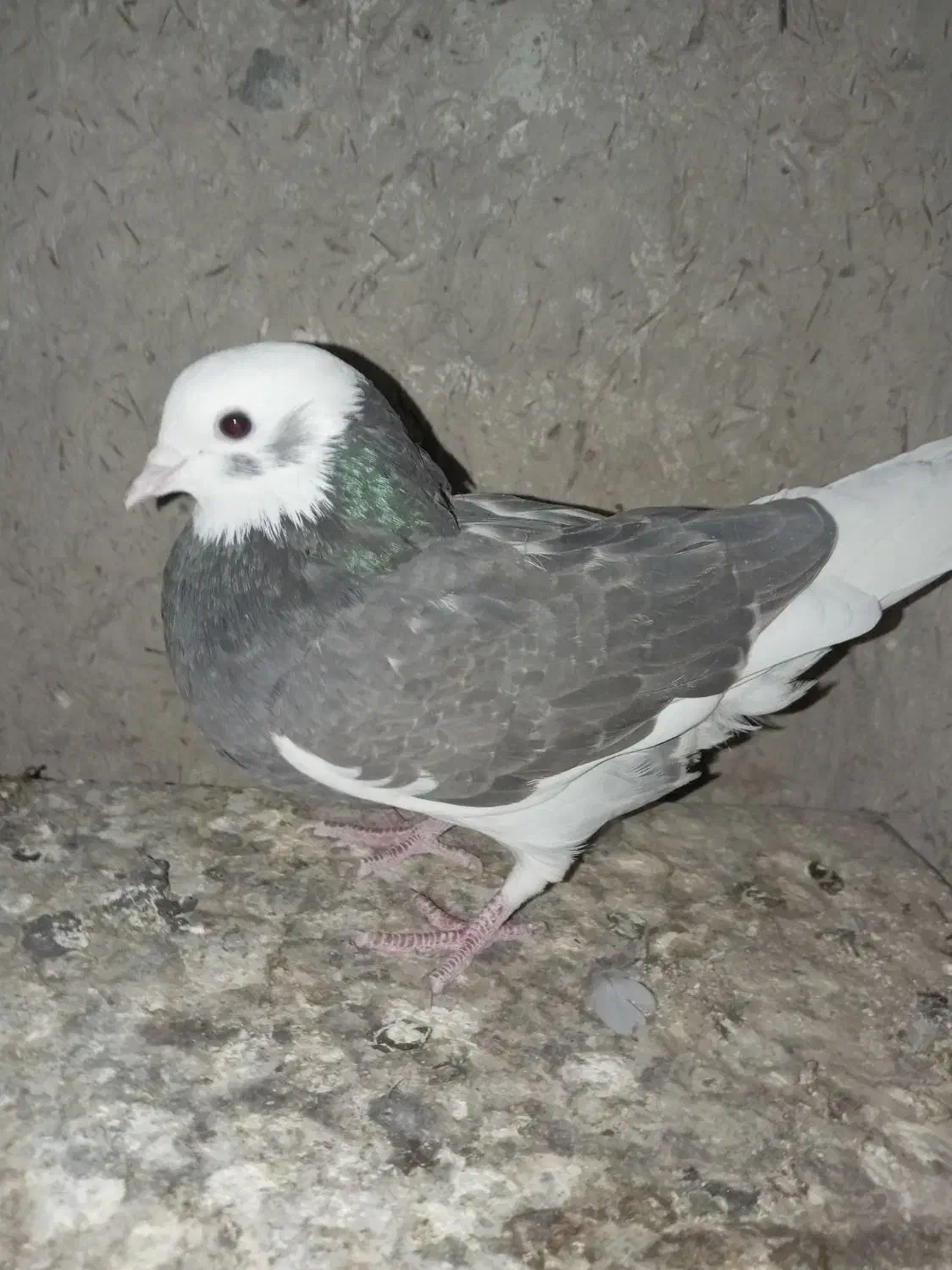 شازده ماده|پرنده|زابل, |دیوار