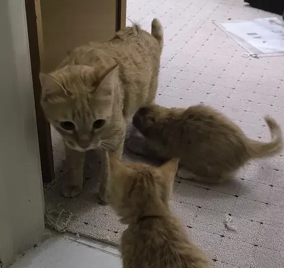 گربه گمشده|حیوانات|گلبهار, شهر جدید گلبهار|دیوار