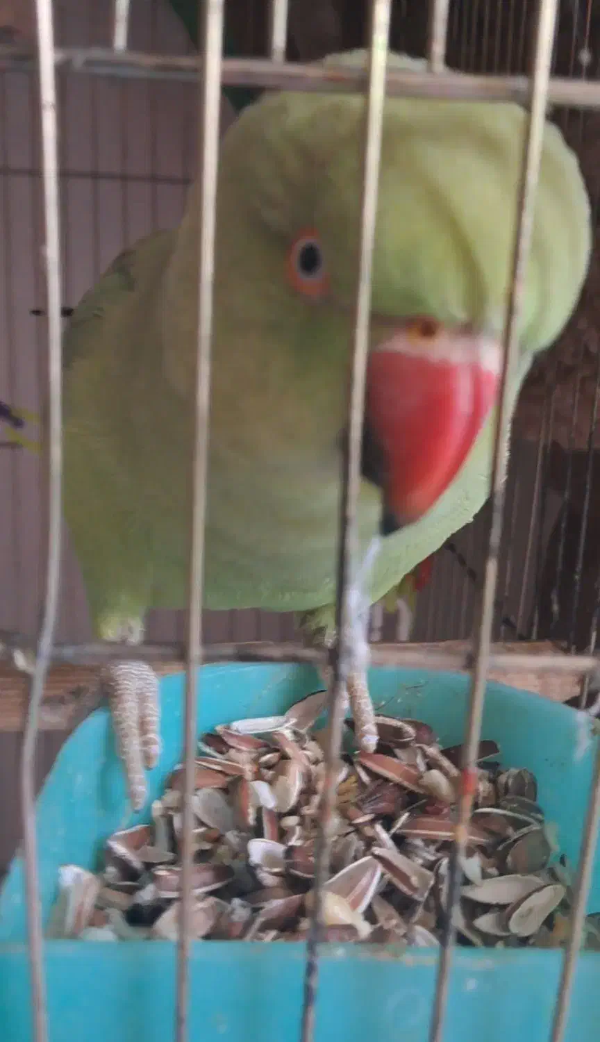 طوطی ملنگو ماده|پرنده|فردیس, فردیس|دیوار