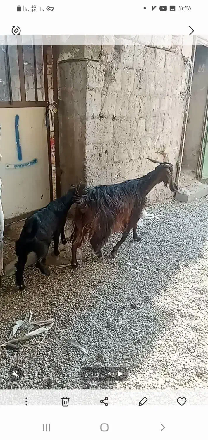 ۱راس بزوبزغاله قیمت۱۲میلیون۵۰۰|حیوانات مزرعه|آبدانان, |دیوار