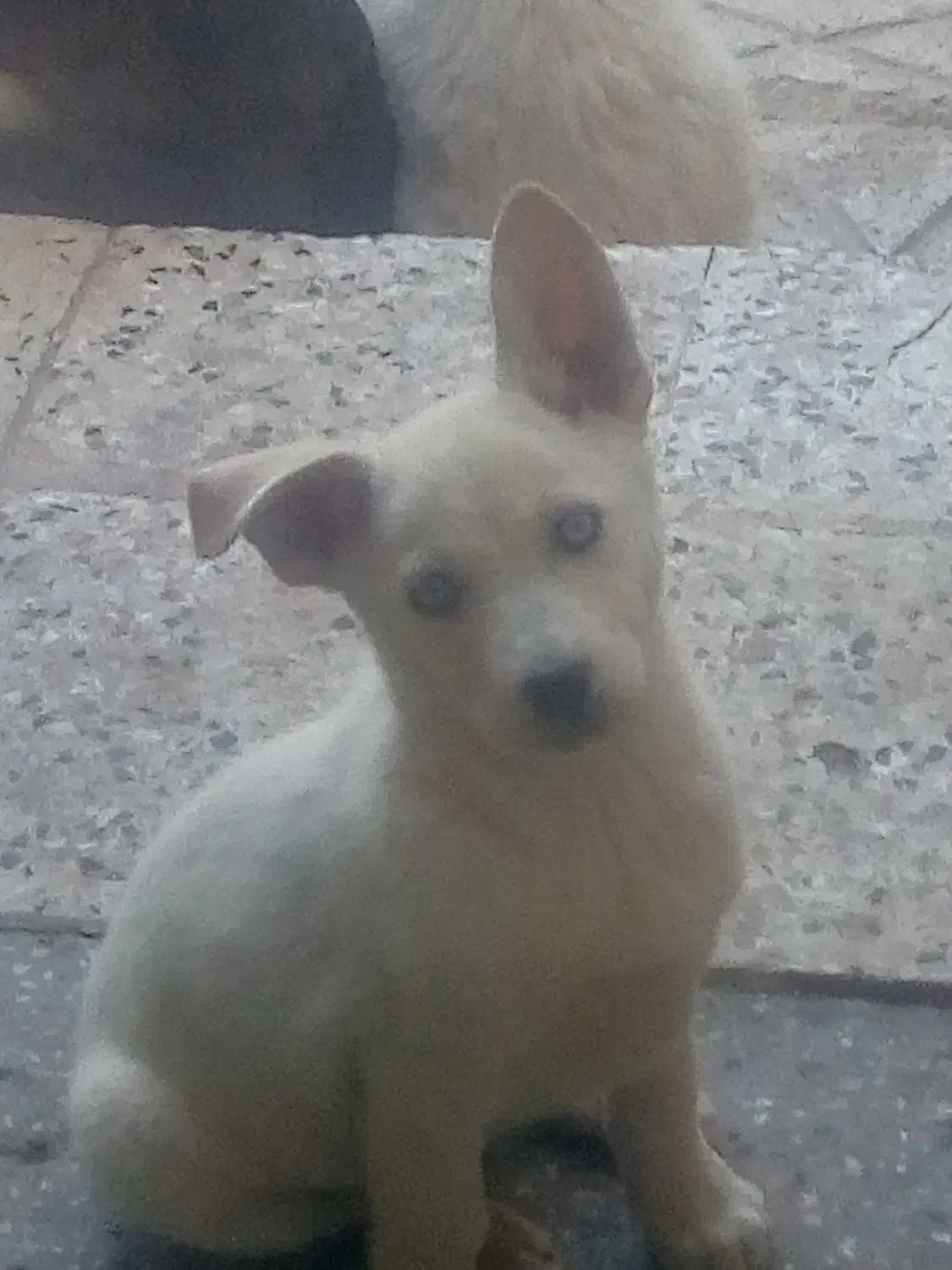 هاسکی همه نر هستن|سگ|بجنورد, |دیوار