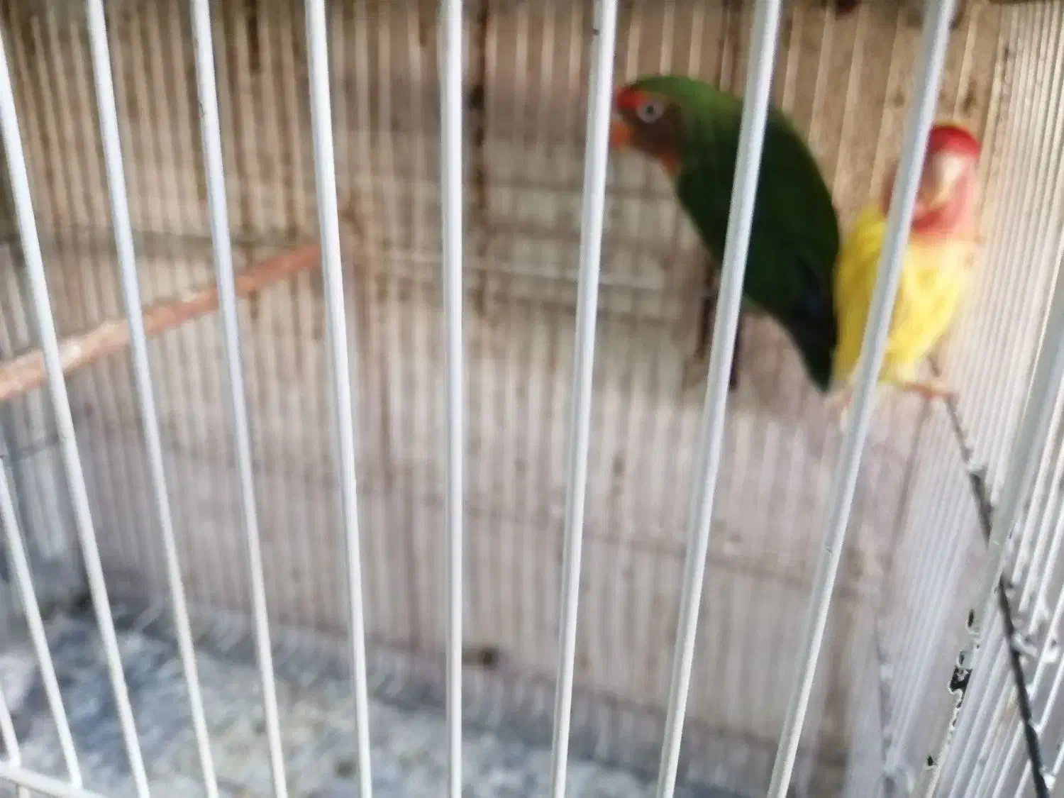 کوتوله مرغ عشق فنچ|پرنده|گلبهار, شهر جدید گلبهار|دیوار