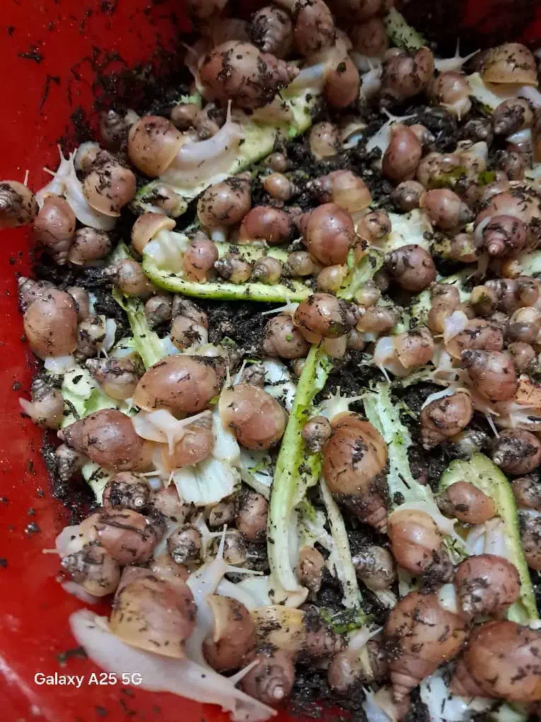 فروش حلزون خانگی با هر اندازه ای|خزنده|کرمان, |دیوار