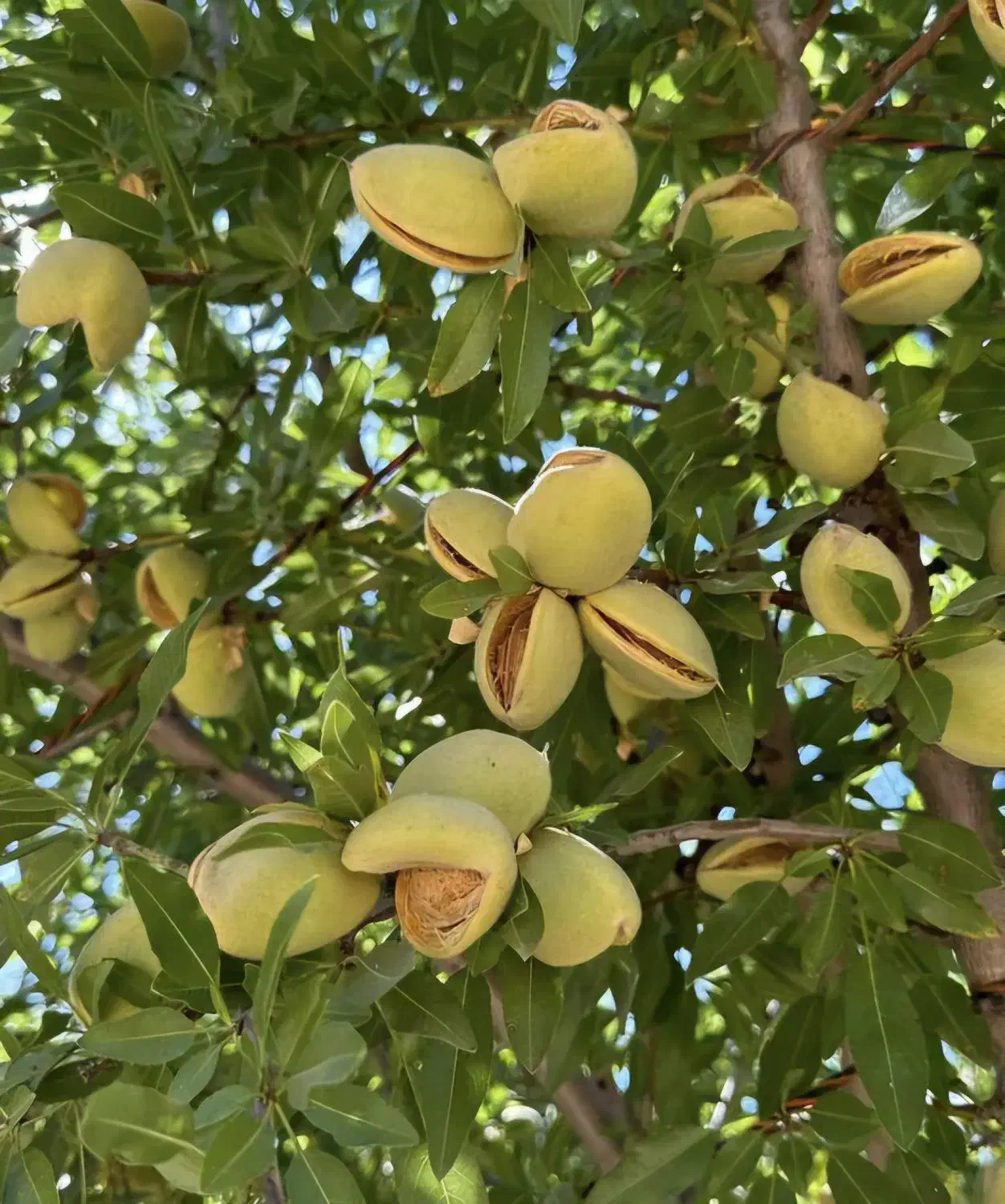 نهالستان پخش نهال سهند صنوبر و میوه|خدمات باغبانی و درختکاری|ارومیه, |دیوار