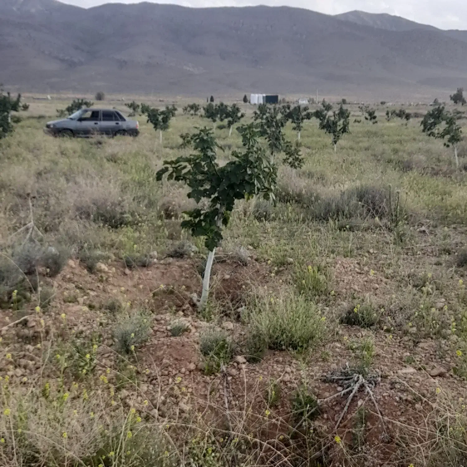 باغ هزار متری انجیر|فروش زمین و ملک کلنگی|شیراز, داریون|دیوار