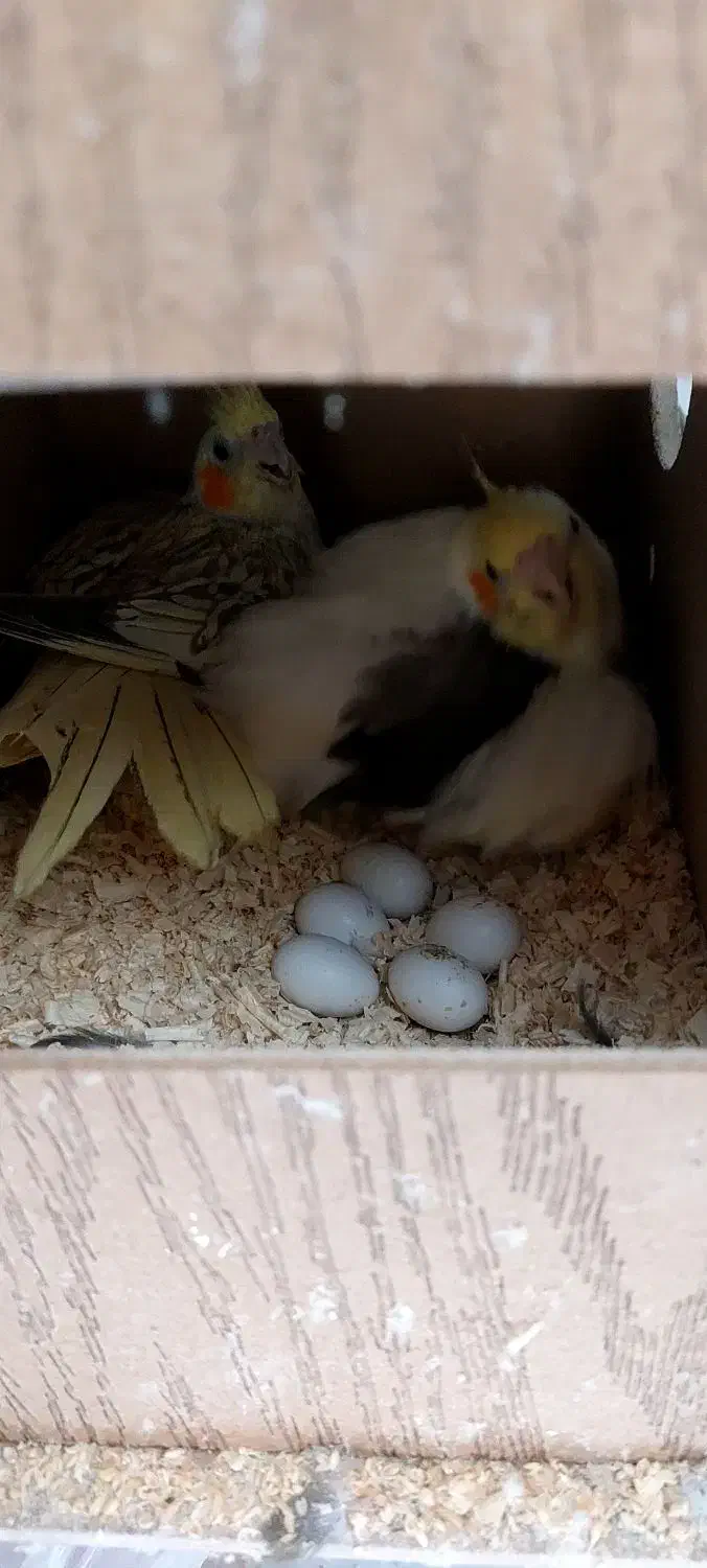 جفت مولد عروس هلندی جوجه عروس هلندی ،عروس مولد|پرنده|وحیدیه, |دیوار