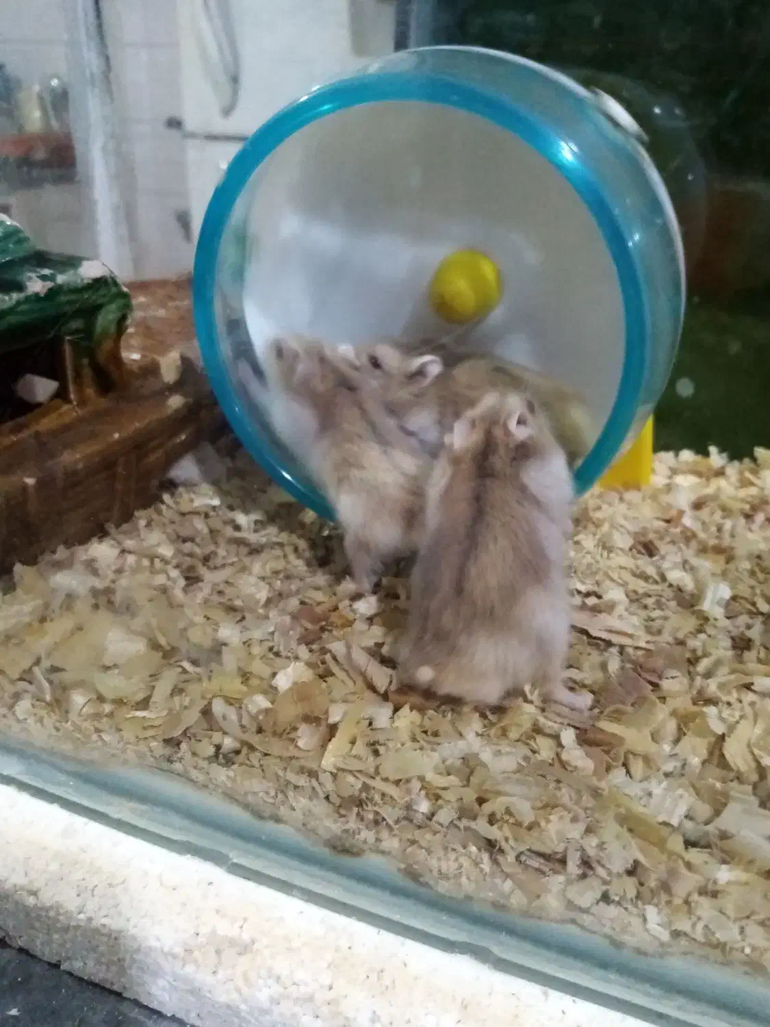 پنج تا همستر با مزه|موش و خرگوش|ارومیه, |دیوار