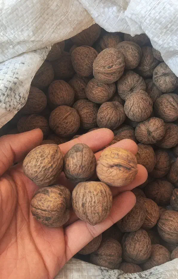 گردو|خوردنی و آشامیدنی|قم, وادی السلام|دیوار