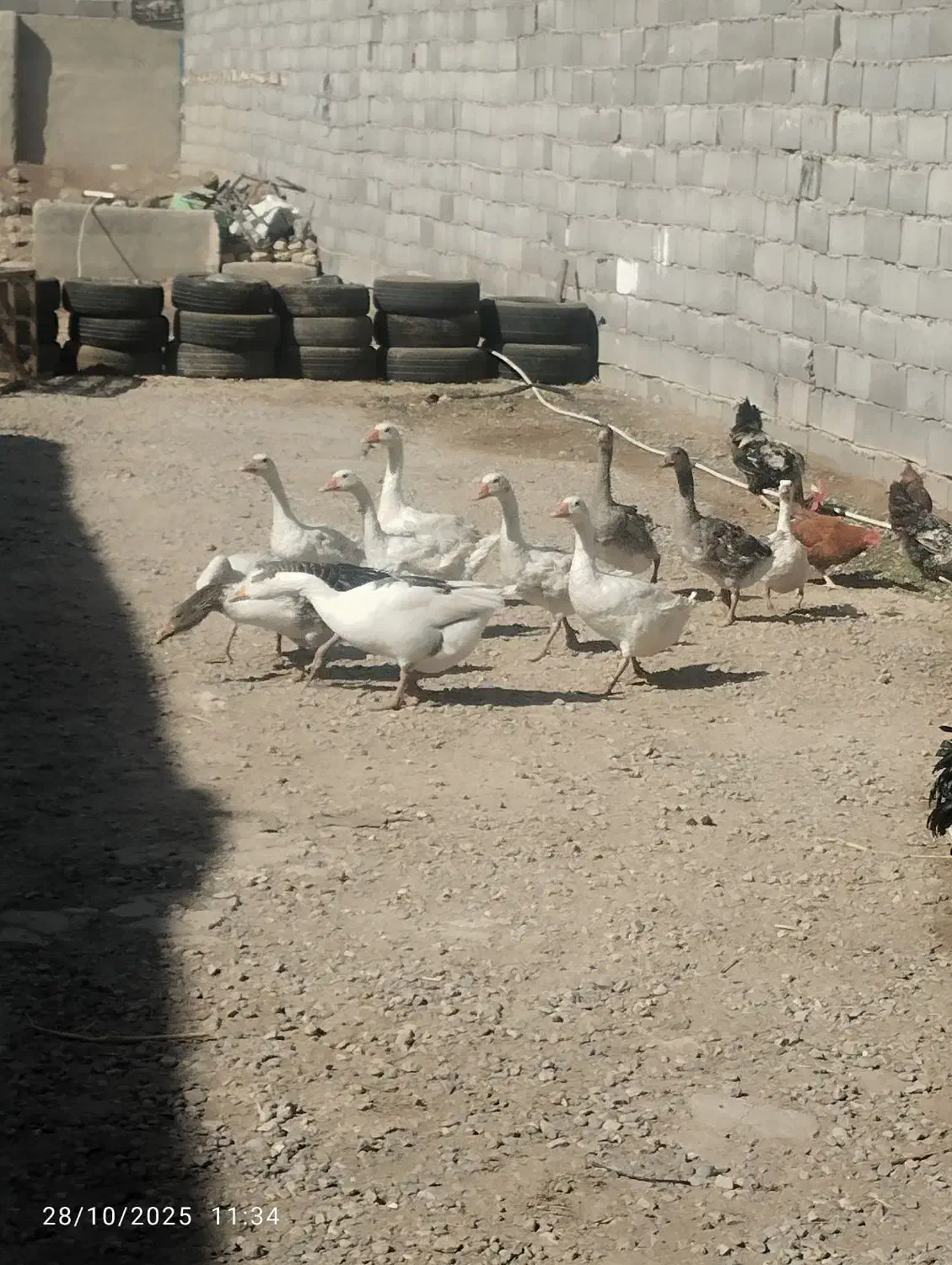3عدد غاز 5ماهه و8عدد جوجه غوغاز 20روزه|حیوانات مزرعه|چناران, |دیوار