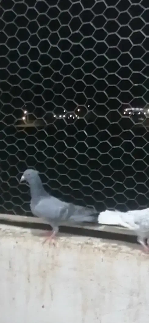 سبز کاکلی جوجه|پرنده|بجنورد, |دیوار