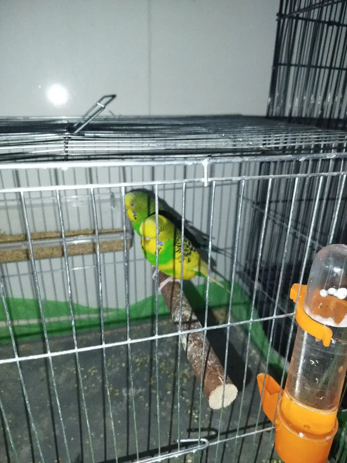 مرغ عشق انگلیسی و طوطی برزیلی|پرنده|سرپل ذهاب, |دیوار