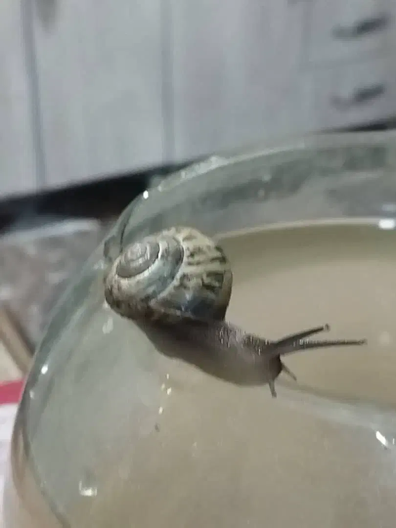 حلزون|خزنده|خرمشهر, |دیوار