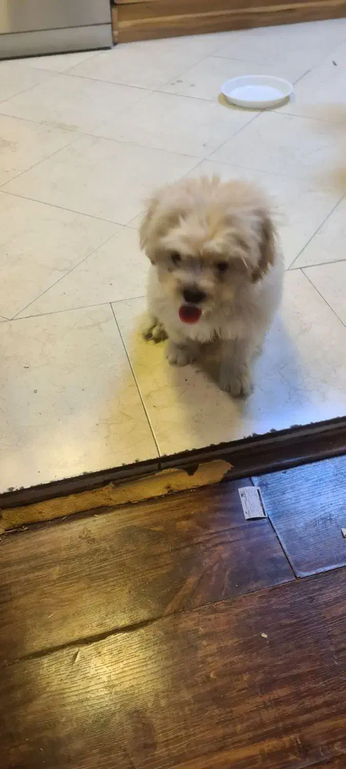 سگ خانگی|سگ|تهران, حافظیه|دیوار