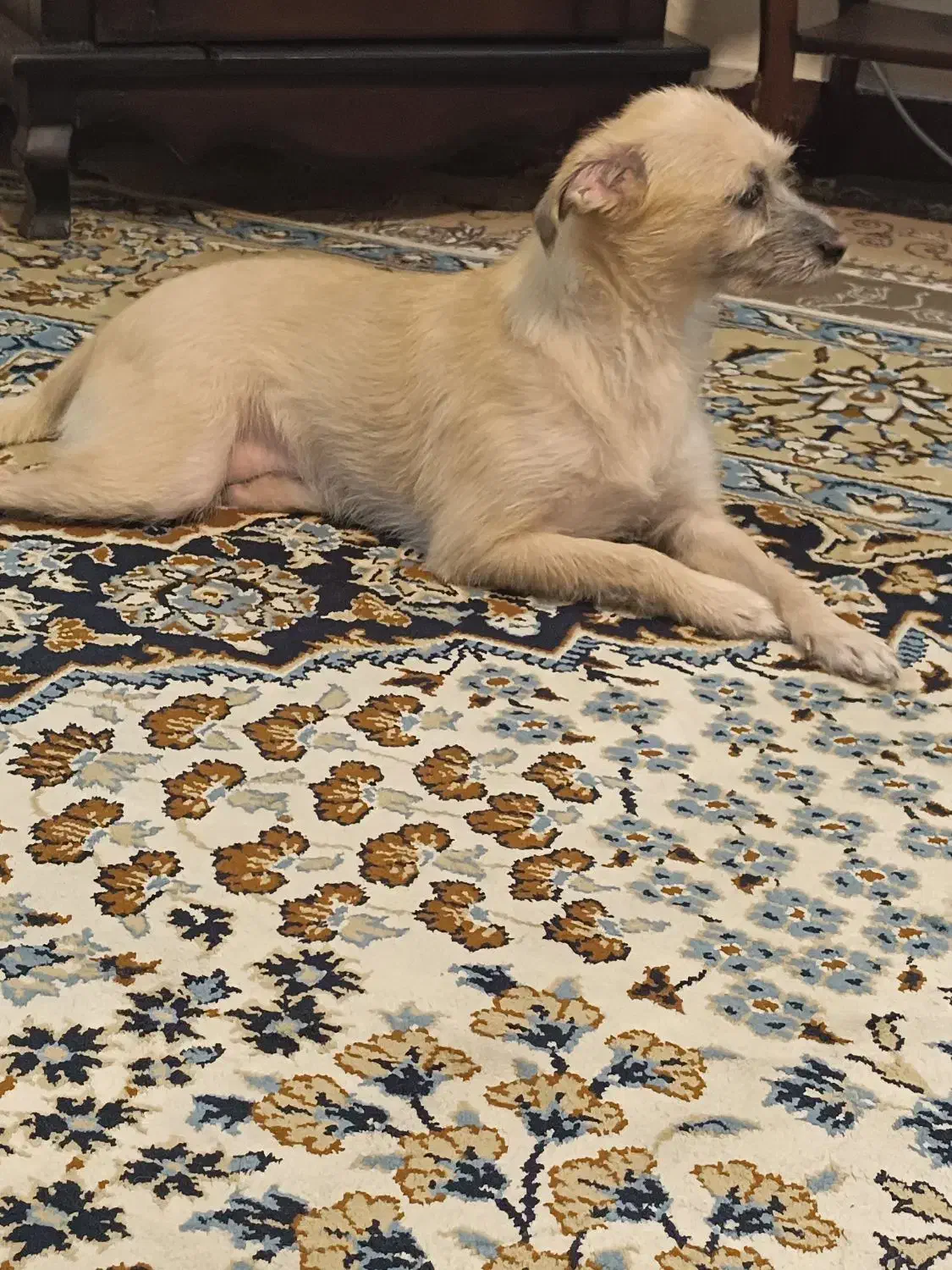 واگذاری رایگان سگ پامرین کراس|سگ|تهران, مسعودیه|دیوار