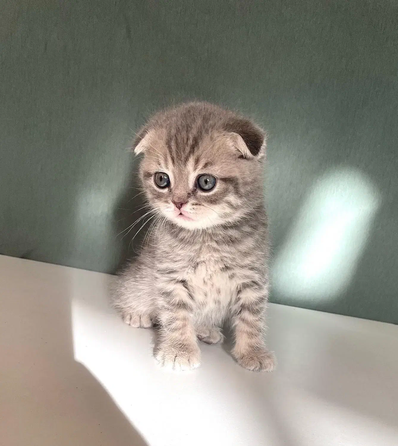 گربه بریتیش اسکاتیش|گربه|مشهد, فردوسی|دیوار