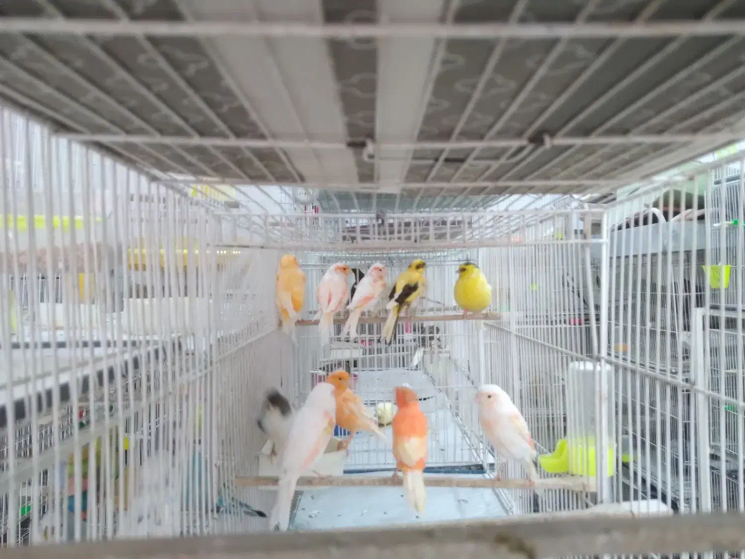 فروش انواع قناری وپرندگان زینتی دان قفس لوازم جانب|پرنده|مشهد, فرهنگیان (شهرک غرب)|دیوار