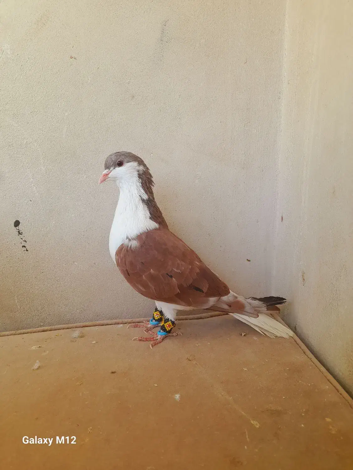 کفتر پشتی ساده کاکلی سار فری سوسکی|پرنده|مشهد, قائم|دیوار