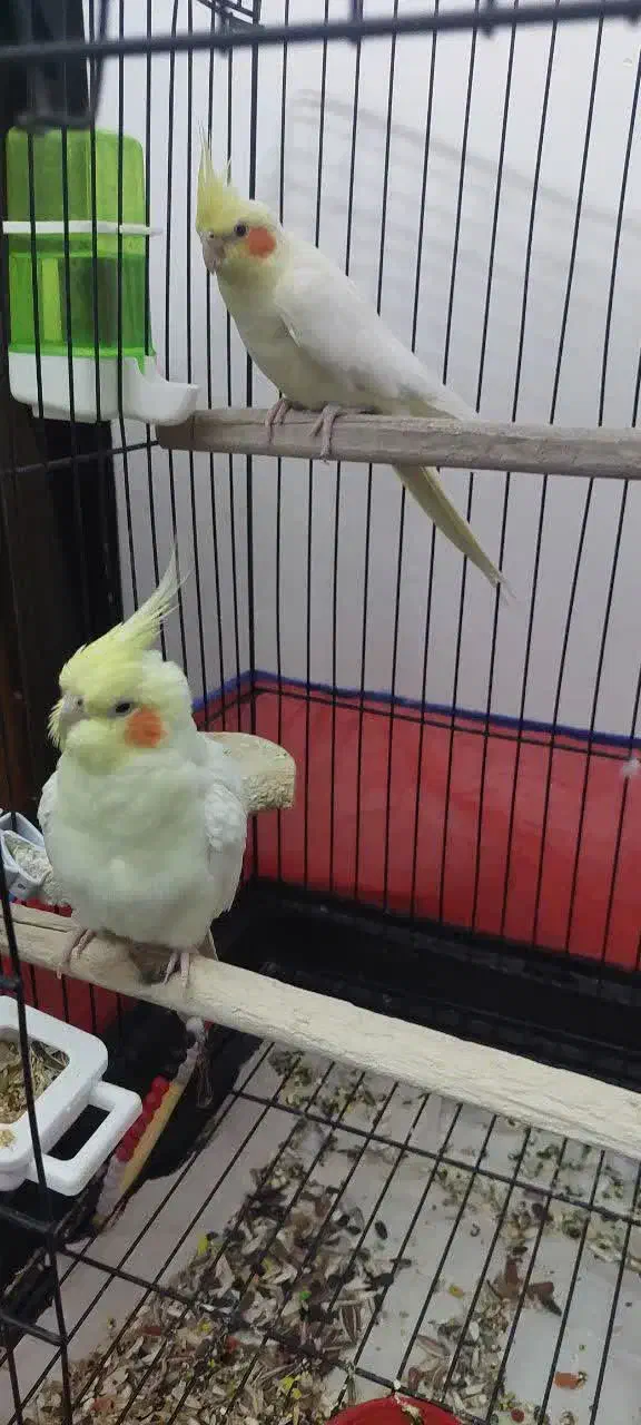 فوری فوری        عروس نر و ماده|پرنده|قم, کاسه گران|دیوار