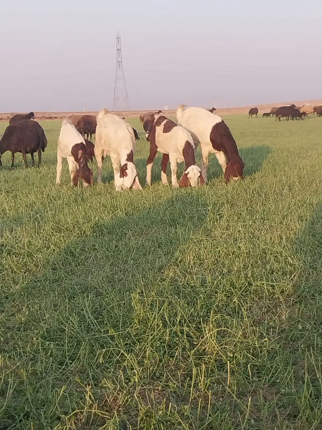 حیوانات مزرعه|حیوانات مزرعه|شراء, |دیوار