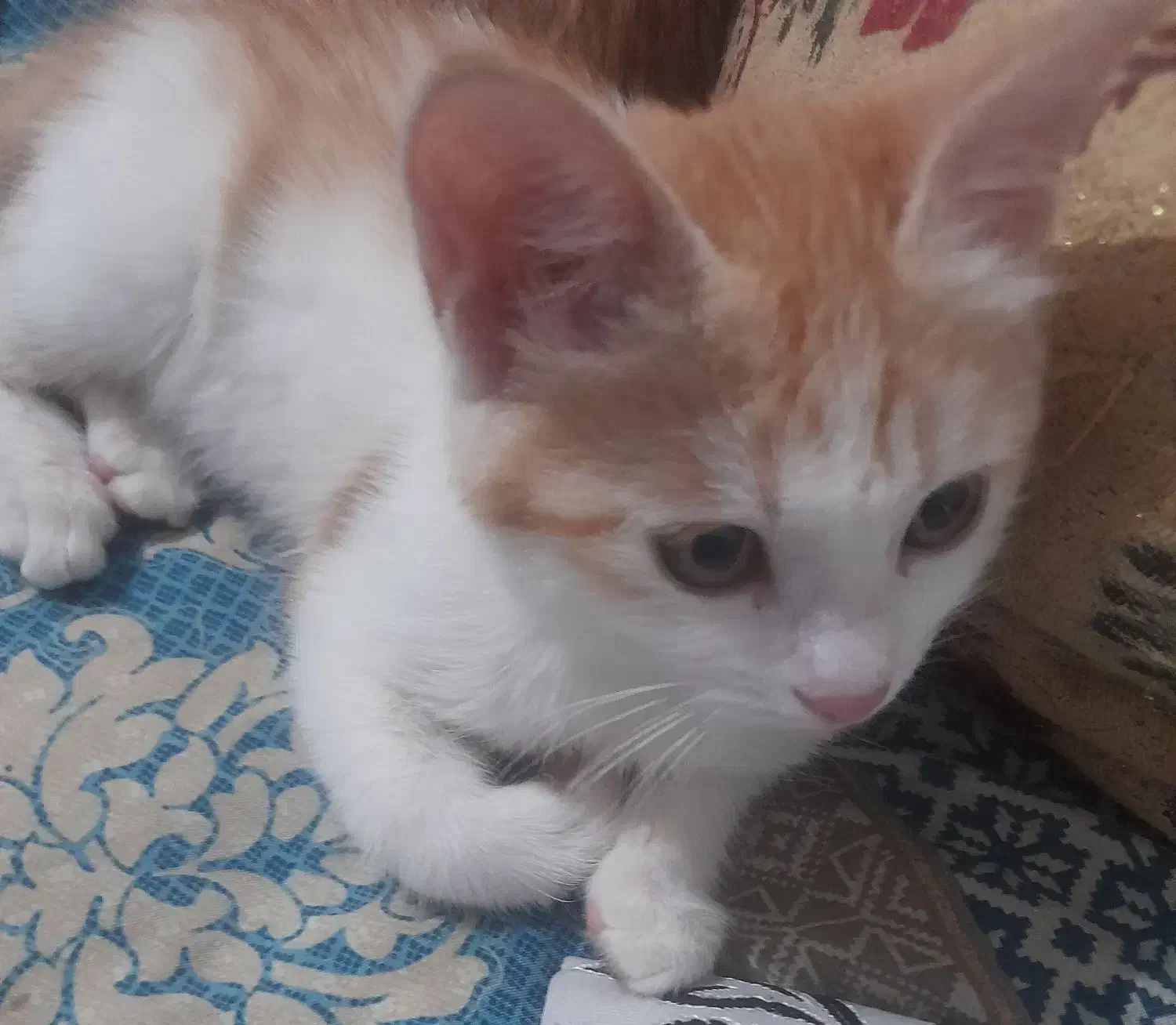 بچه گربه رایگان|گربه|زابل, |دیوار