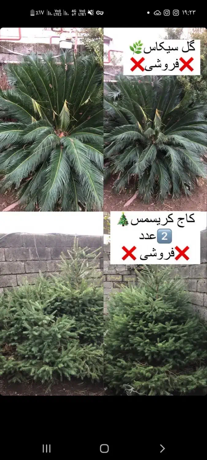 گل زینتی|گل و گیاه طبیعی|اسالم, |دیوار