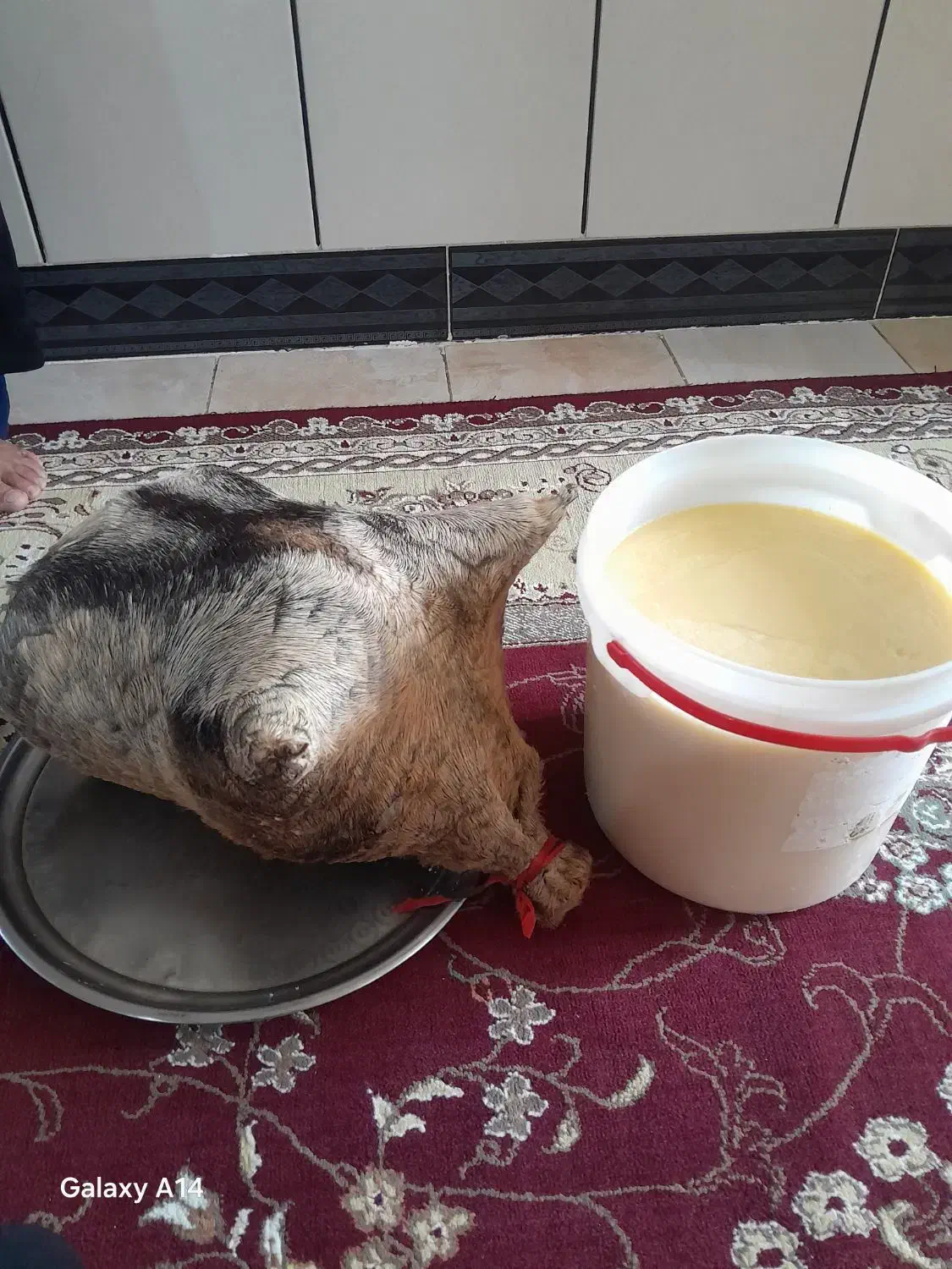 روغن حیوانی گاوی|خوردنی و آشامیدنی|بیرانوند, |دیوار