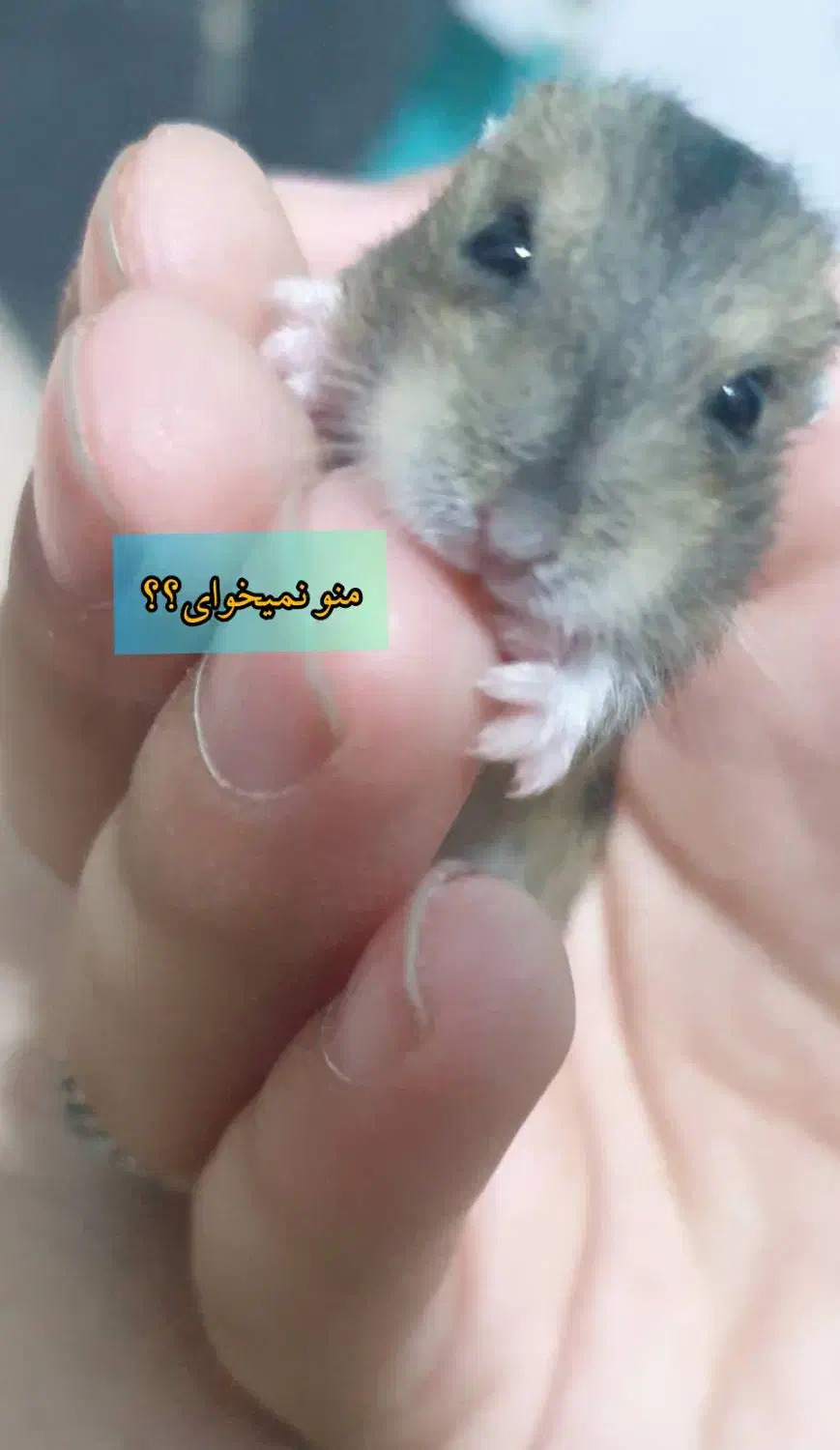 همسترهای مینیاتوری کمپل و وینتروایت|موش و خرگوش|ری, دولت‌آباد|دیوار