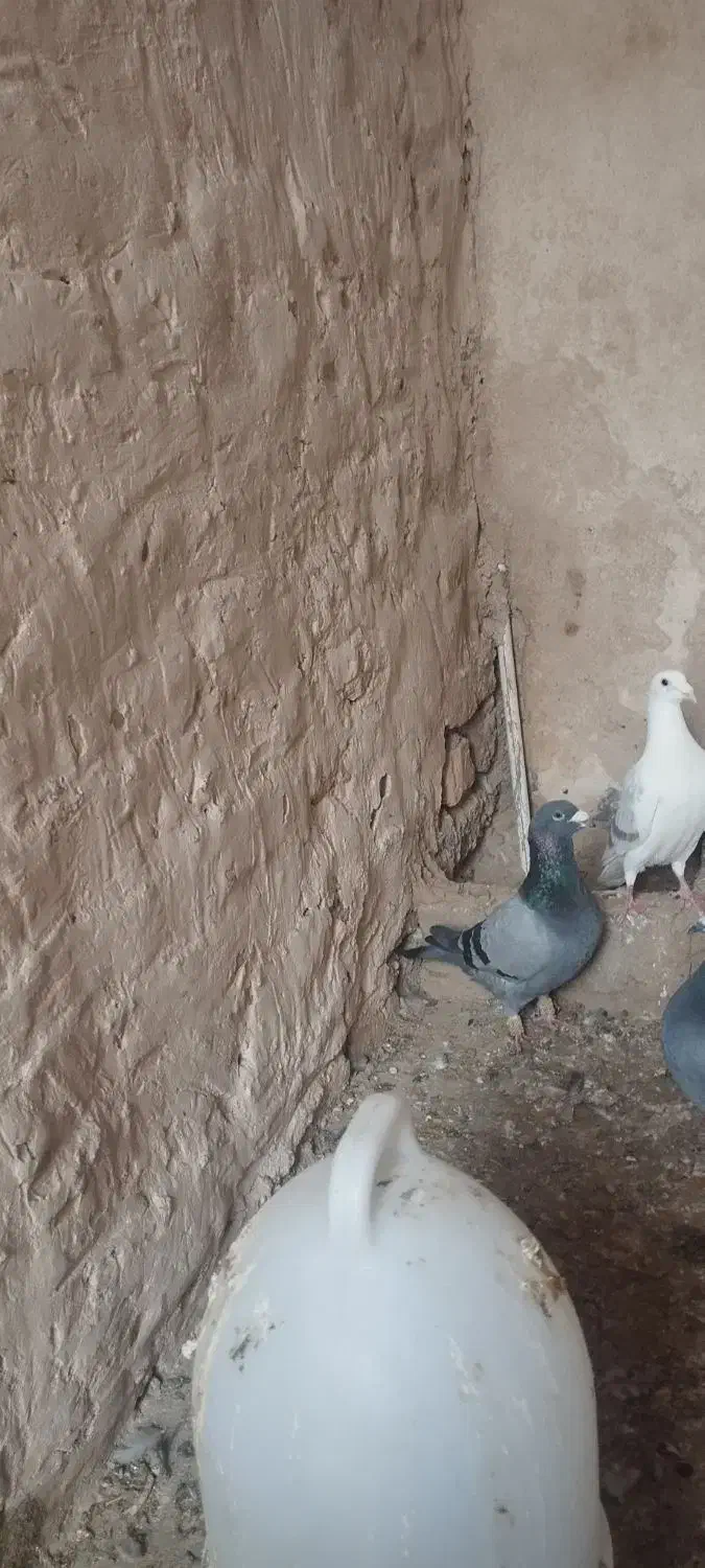 سبز نرر|پرنده|بجنورد, |دیوار