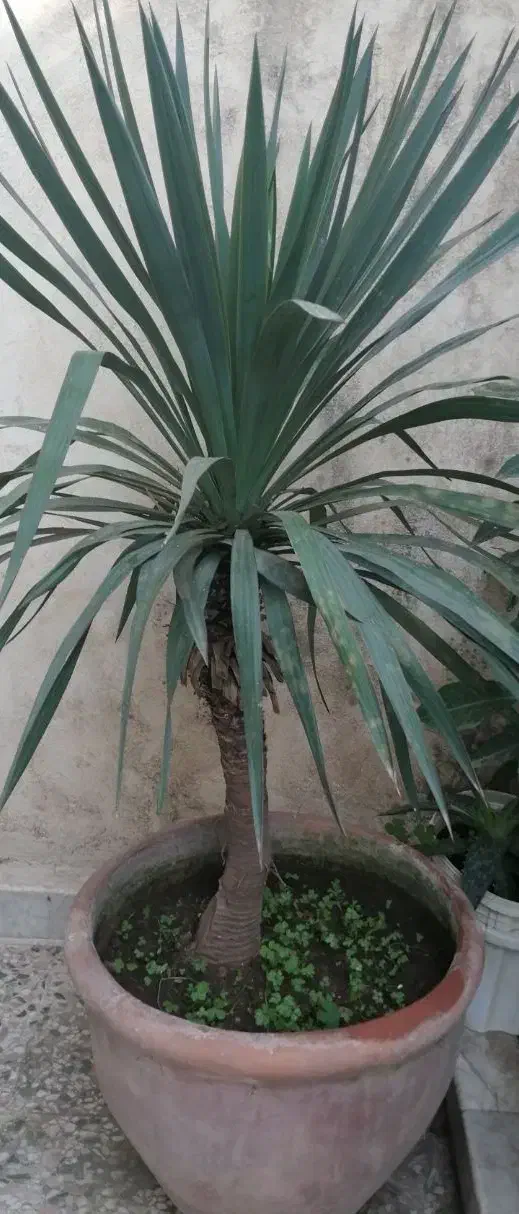 یوکا|گل و گیاه طبیعی|رشت, یخسازی|دیوار