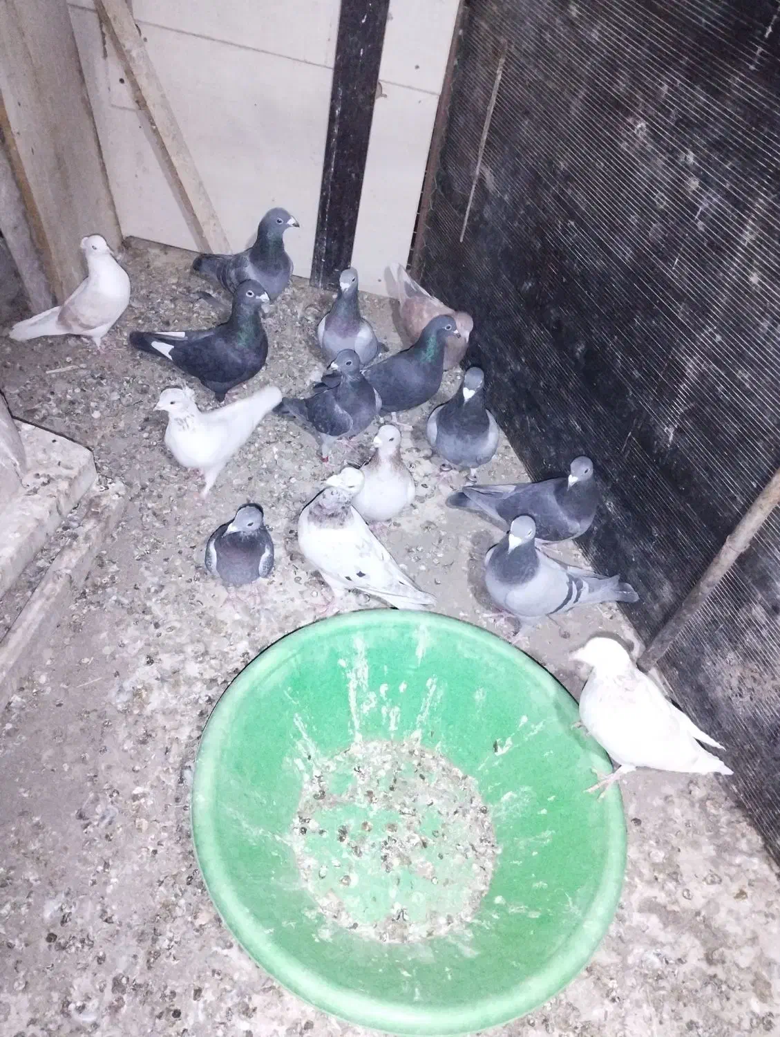 کبوتر پلاکی آلمانی تهرانی|پرنده|هشتگرد, تهران دشت|دیوار