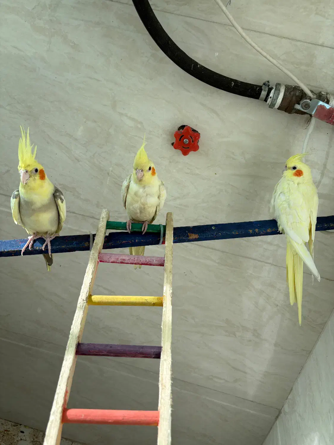 فروش عروس هلندی نر و ماده|پرنده|گرمسار, |دیوار